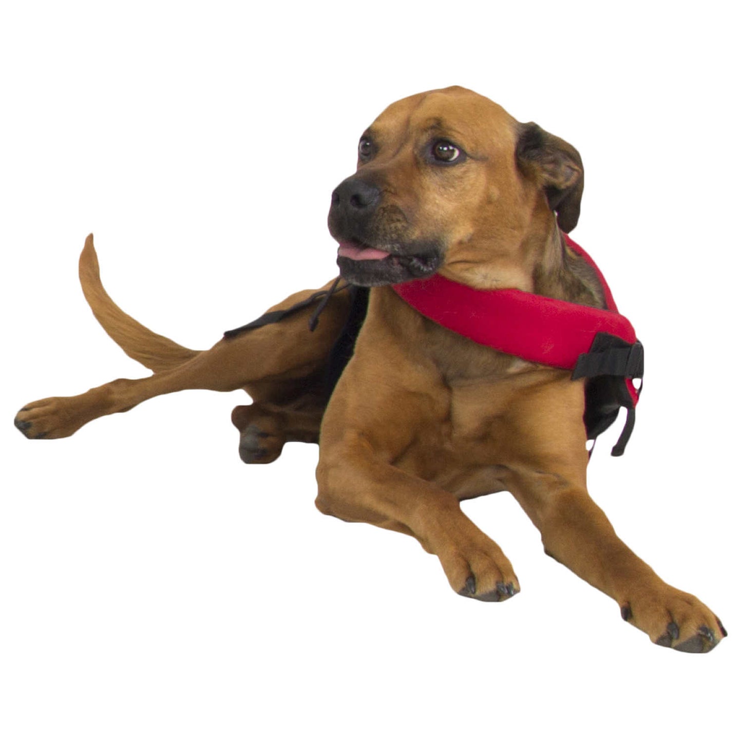 NRS Canine Floatation Device